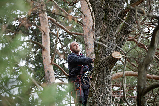 Best Hazardous Tree Removal  in Springdale, PA