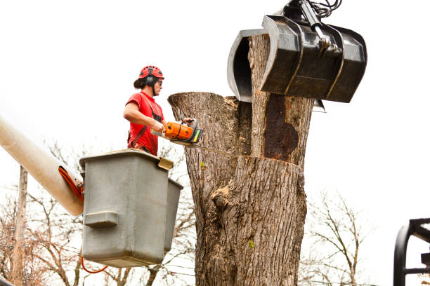  Springdale, PA Tree Services Pros